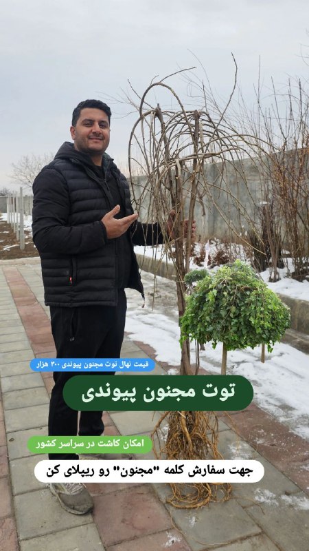 نهال لاکچری. کاتالوگ توت