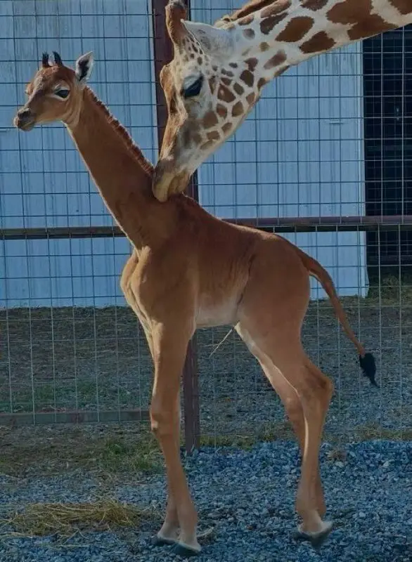 **Унікальний коричневий жираф без плям народився …