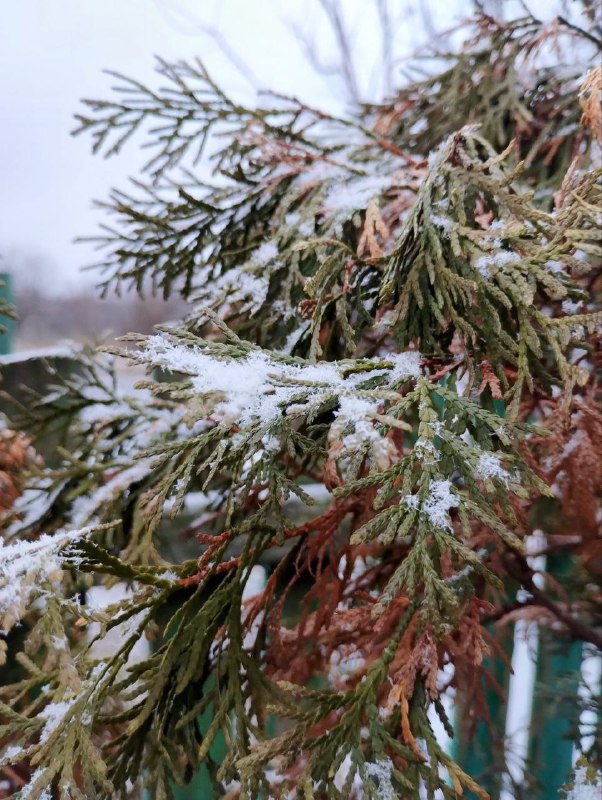 ***❄️*****В Нікополі пішов перший сніг... І …