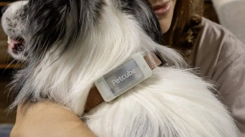 **Petcube випустив GPS-трекер для собак ***🐕*****