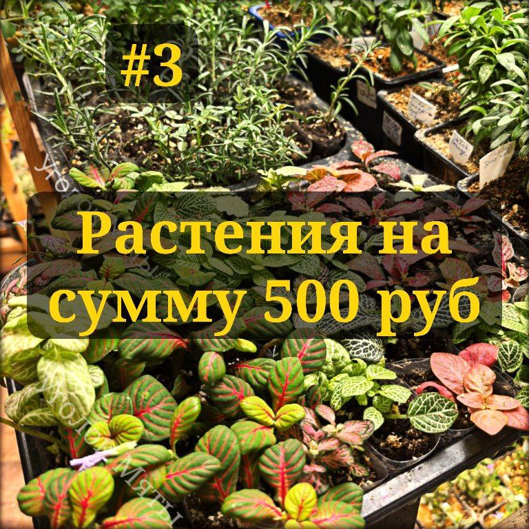 🌿Уголок Мяты 🌿