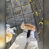 [**~~• توجية و نردّه~~**](https://t.me/QX_Gl) ***🌟*** .