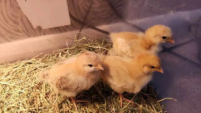 Our young chicks are getting bigger …
