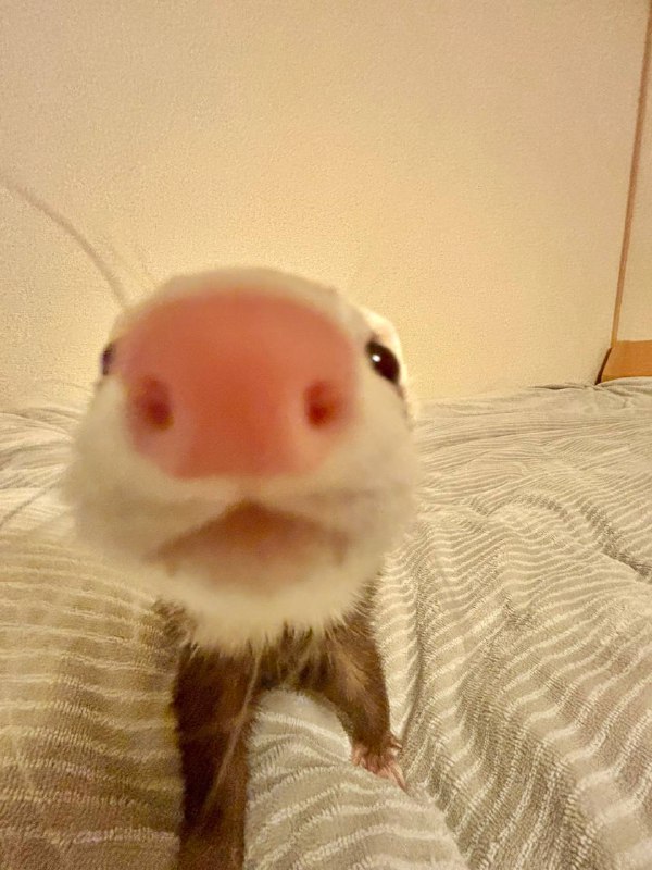 [boop](https://x.com/nano_ferret2/status/1860302627550167535?s=46)