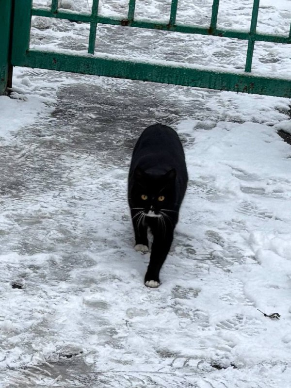 сегодня вас будет охранять котенок-дурёнок