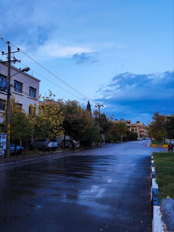 افکار یه قارچ جنگلی