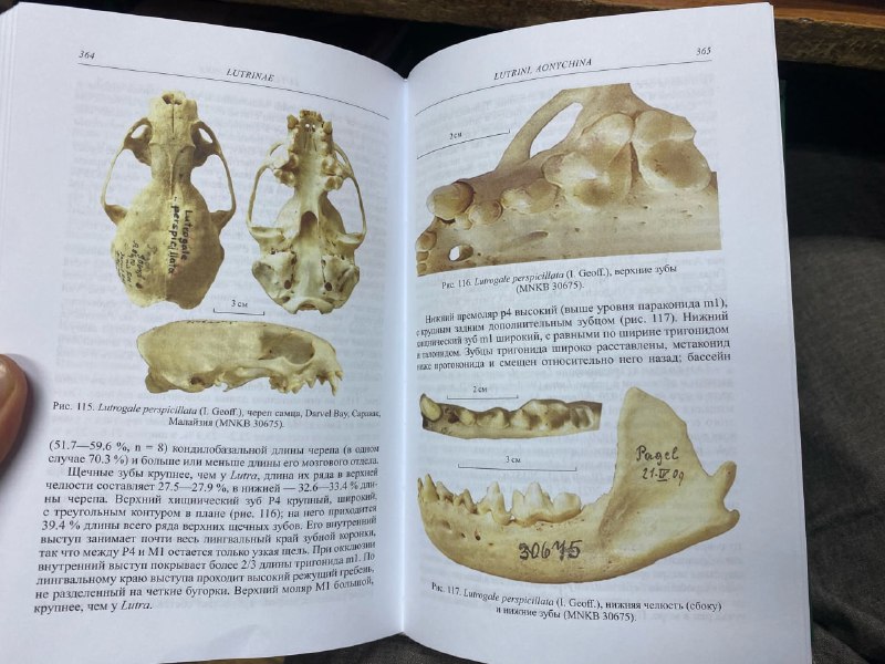 Cave Bear Ural (Уральский пещерный медведь)