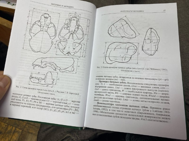 Cave Bear Ural (Уральский пещерный медведь)