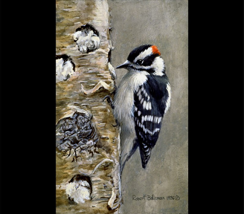 **Downy Woodpecker**