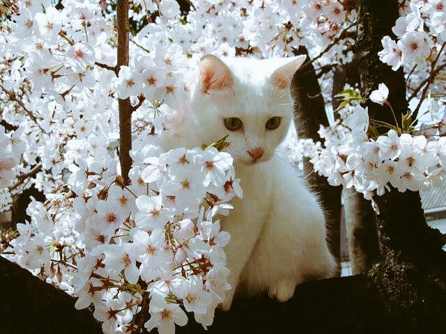 美しい写真