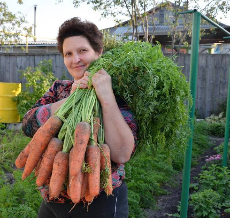 Избавляемся от луковой и моpковной муxи.