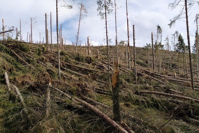 La foresta sei anni dopo la …