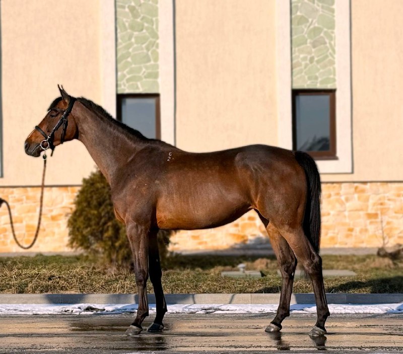 VAM Horses
