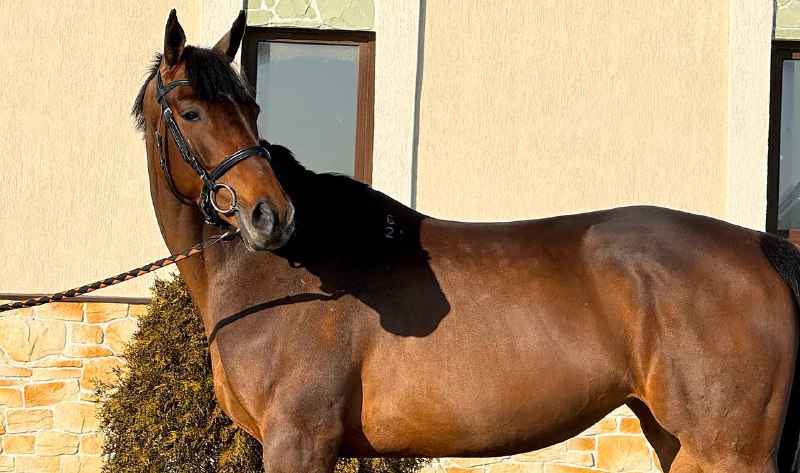 VAM Horses