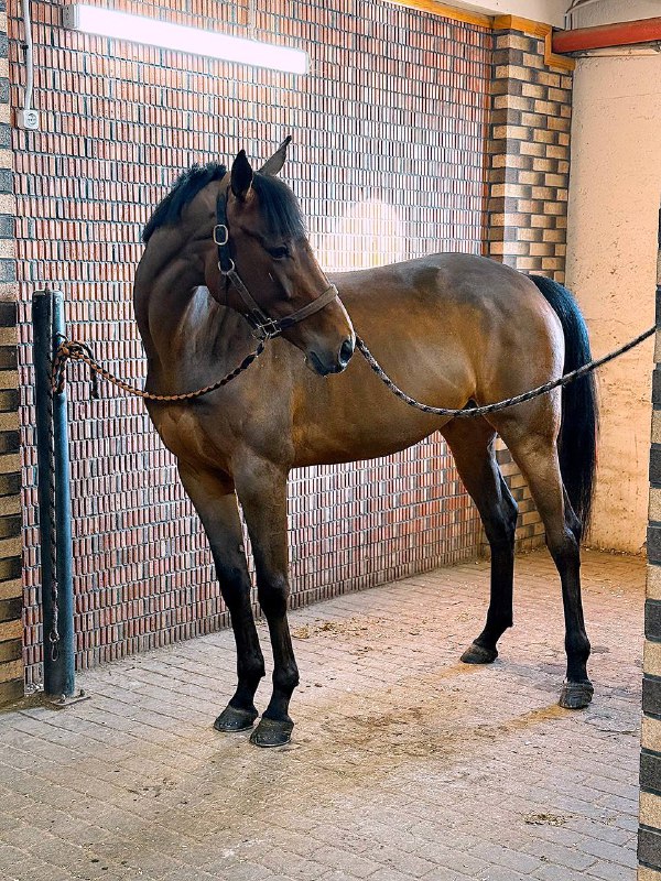 VAM Horses