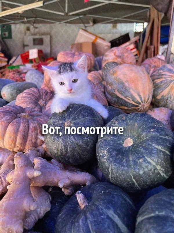 Вам повесточка