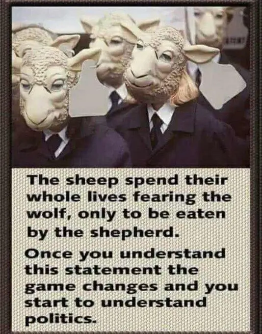 Avys praleidžia visą savo gyvenimą bijodamos …