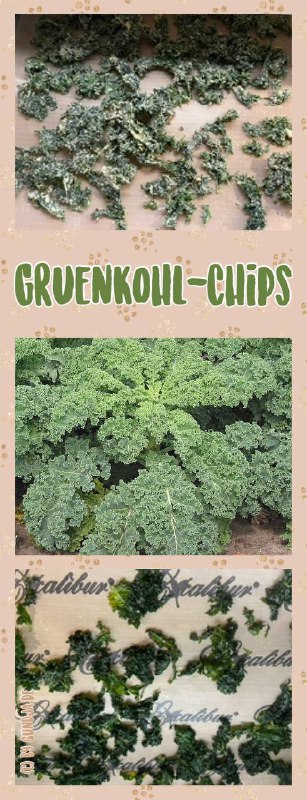 **Grünkohl-Chips**Inzwischen sehr bekannt und beliebt, Kohl-Chips …