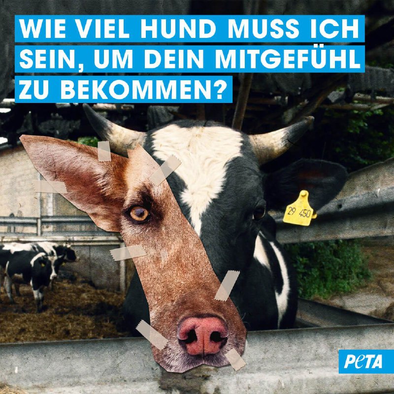 *(Bilder von PETA - link im …