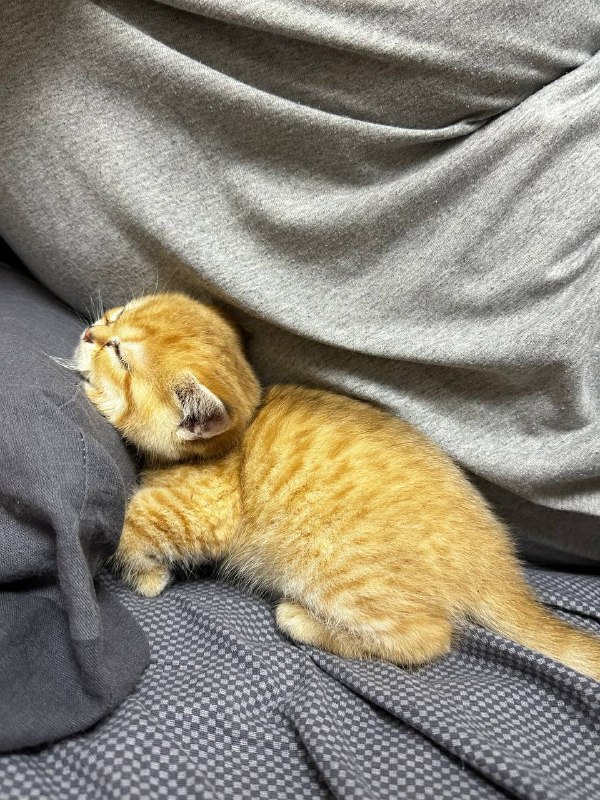 обезьчнник