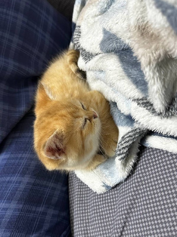 обезьчнник