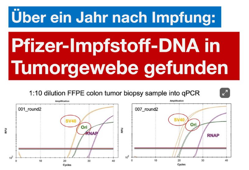 **Pfizer-Impfstoff-DNA ein Jahr nach Impfung in …