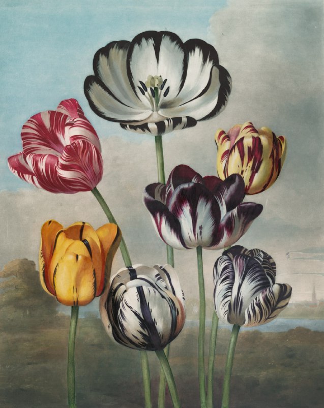 A group of tulips, by Robert …