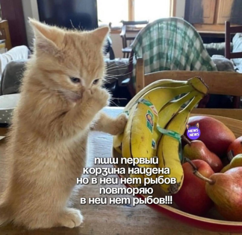 Доброе утро, коты!***❤️***