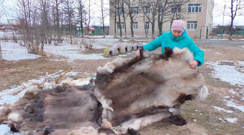 Оленьи шкуры из Эвенска отправят в …