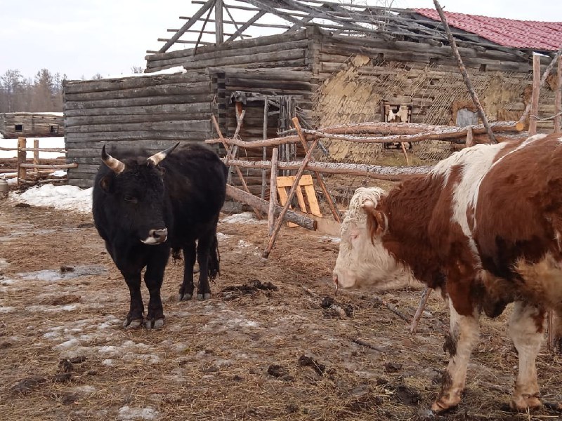 ***🐄*** В сельском хозяйстве наступила ответственная …