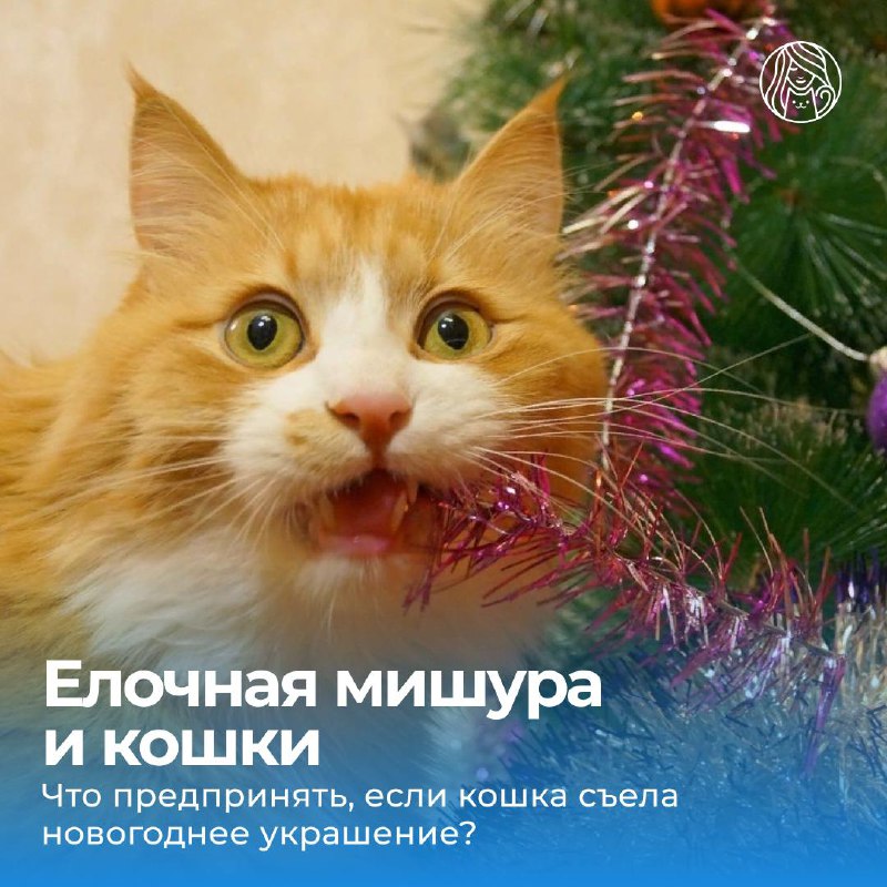 *****🎄*******Предновогодние дни и все рождественские праздники …