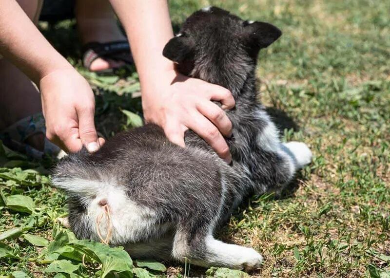 Чеширский кот