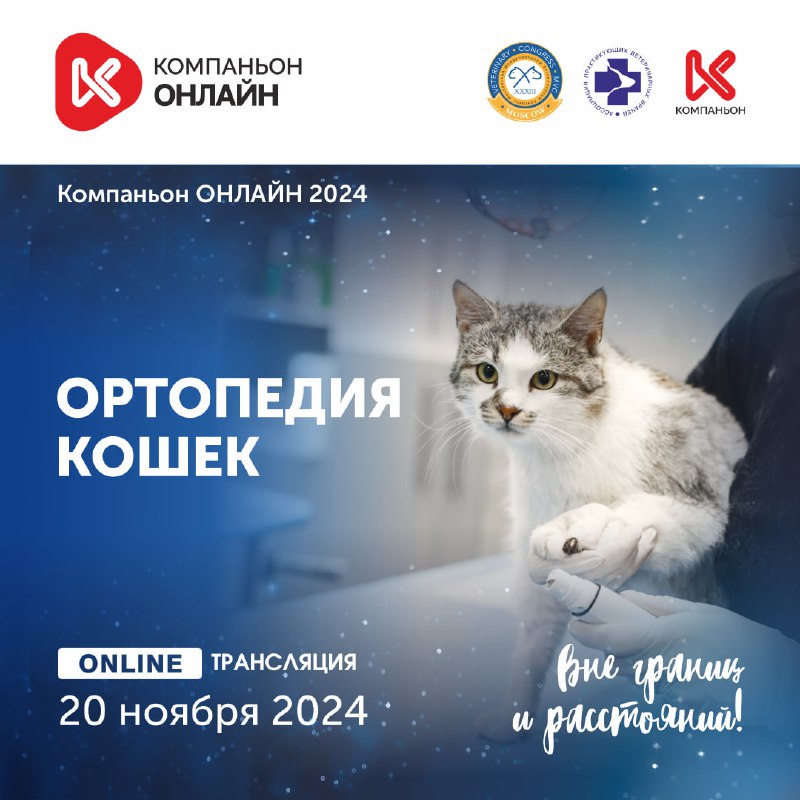 ***💥*** Компаньон ОНЛАЙН 2024