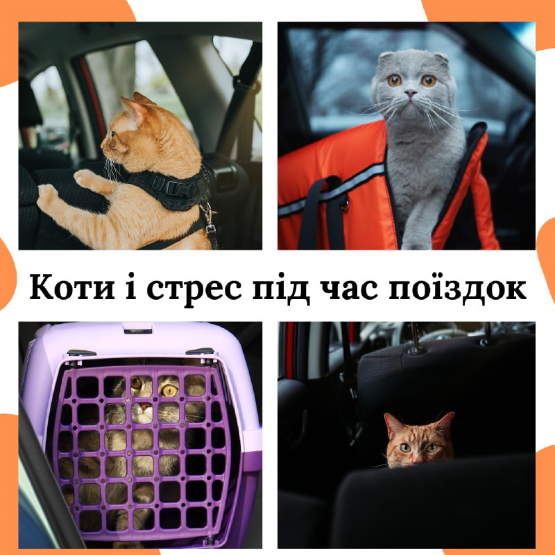 **Коти та стрес під час поїздок …