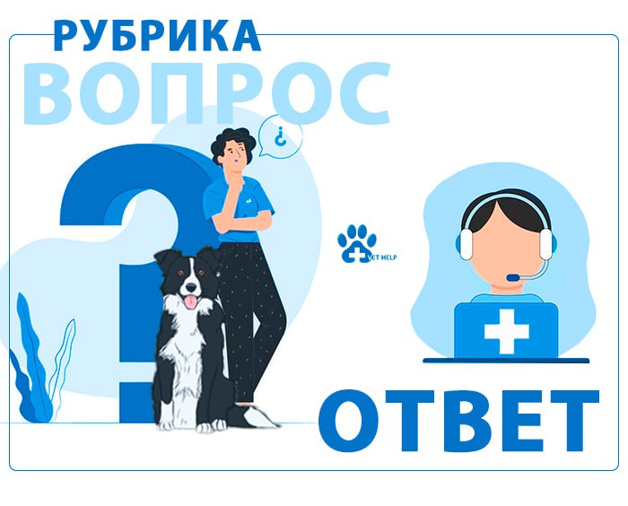 ***🐾*** **Вопрос / ответ**