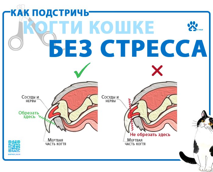 ***🐾*** **Руководство по важной уходовой процедуре, …