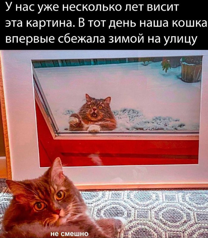 Искусство фотографии ***🐾***