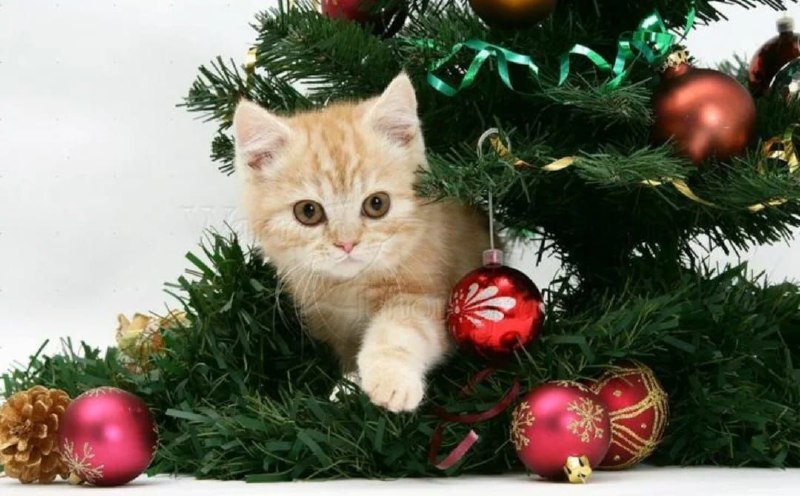 ***✨*****С** **НАСТУПАЮЩИМ*****🎄***