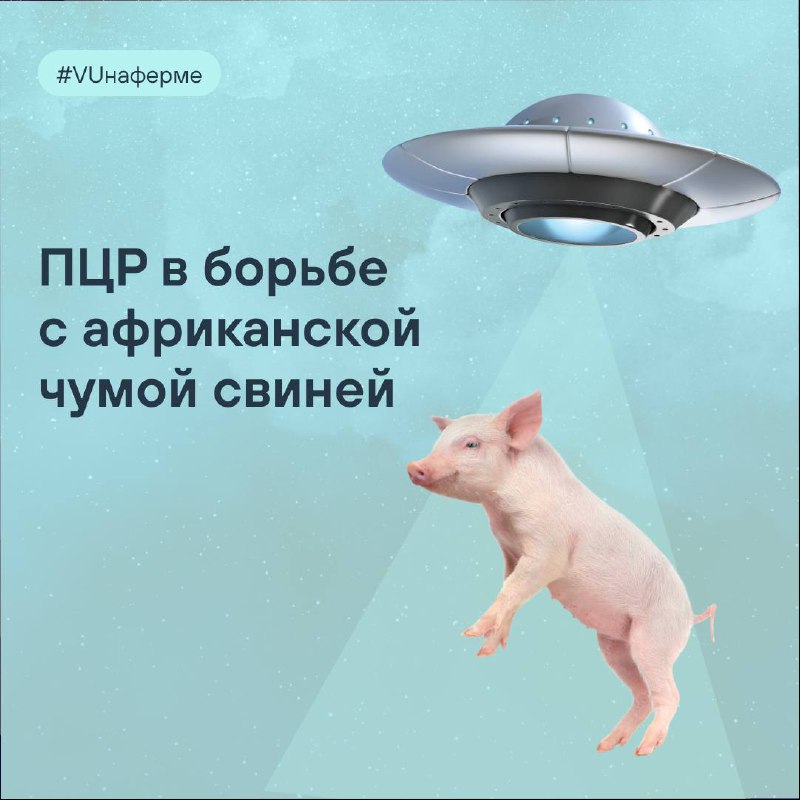 [Африканская чума свиней](https://vetunion.ru/lab/knowledge/afrikanskaya-chuma-sviney-bich-svinovodstva-poslednikh-desyatiletiy/) - это не …