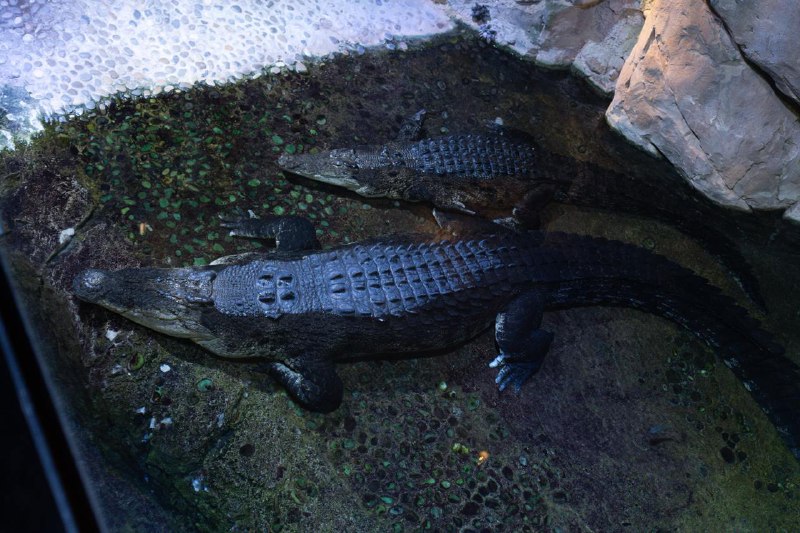 Crocodiles.