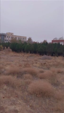 درختانی عجیب در دانشگاه زنجان