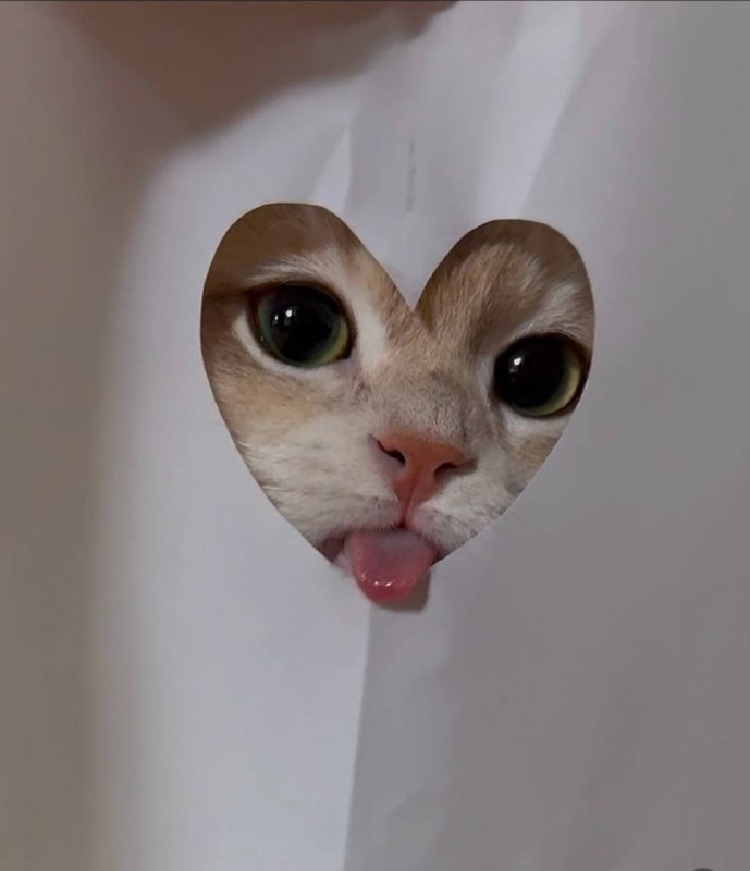 С праздником, котики ***❤️***