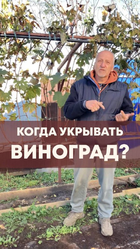 ПРИ КАКОЙ ТЕМПЕРАТУРЕ УКРЫВАТЬ ВИНОГРАД?***🍇***