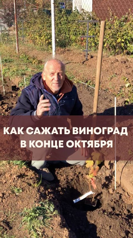 ***🌱***Как сажать виноград в конце октября?