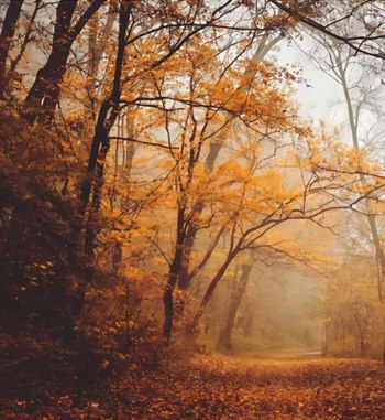 "Forêt automnale en Sologne"