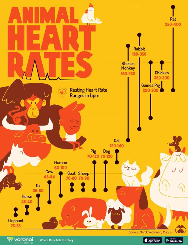 ***📊*** **The Resting Heart Rates of …