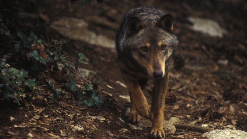 Serra de' Conti: allarme lupi. Il …