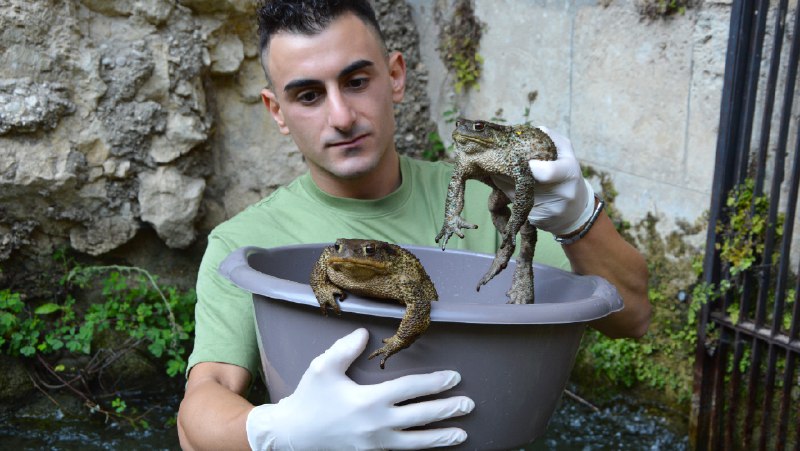 Salvati alcuni rospi rimasti intrappolati in …