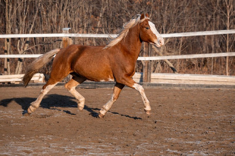 🐎Конный клуб "ВладКонТур"🐎 Владивосток