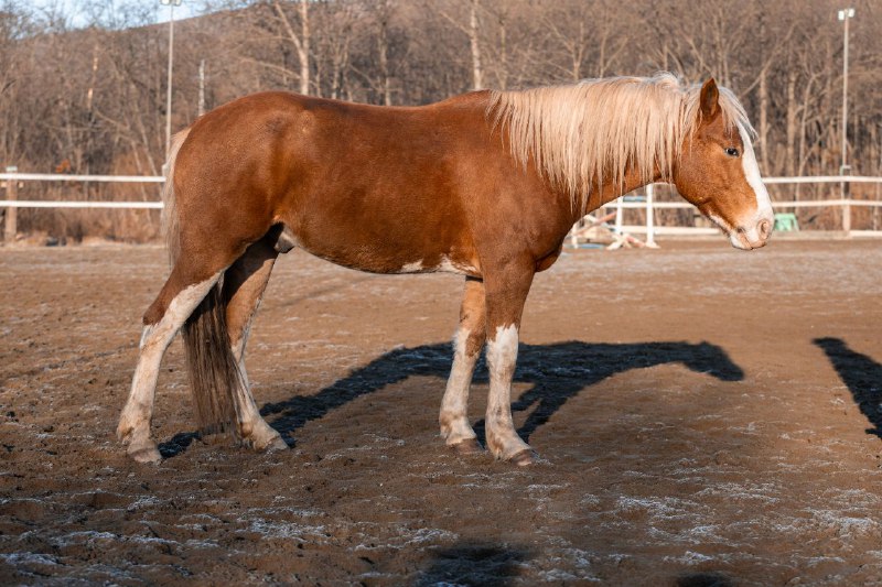 🐎Конный клуб "ВладКонТур"🐎 Владивосток